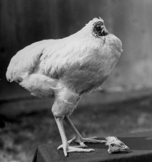 Mike , The chicken without head