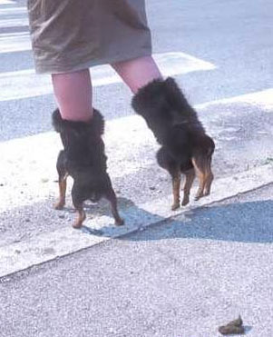 dog-shoes-1.jpg